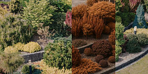 Photo: Caring For Plants After Freeze Damage